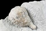 Cystoid Fossil (Holocystites) on Shale - Indiana #85705-1